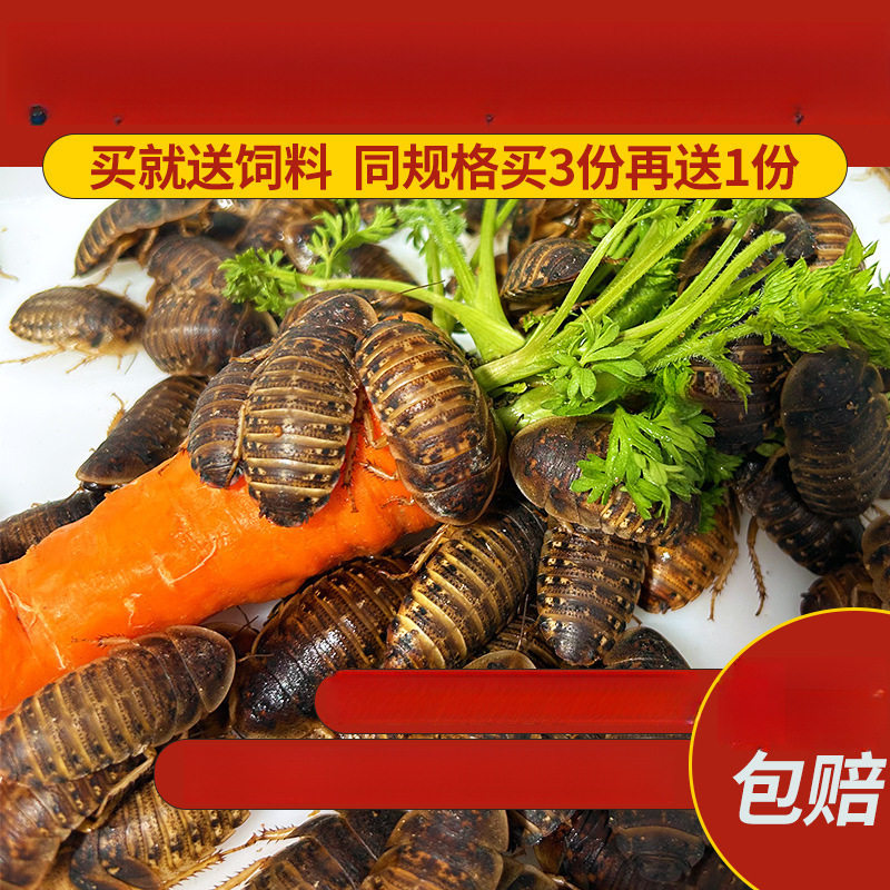 杜比亚蟑螂昆虫爬宠活饵饲料新成体繁殖组半斤爬宠鬃狮蜥活食营养