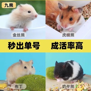 小仓鼠活物侏儒三线银狐布丁老公公婆稀有家养长毛金丝熊活体顺丰