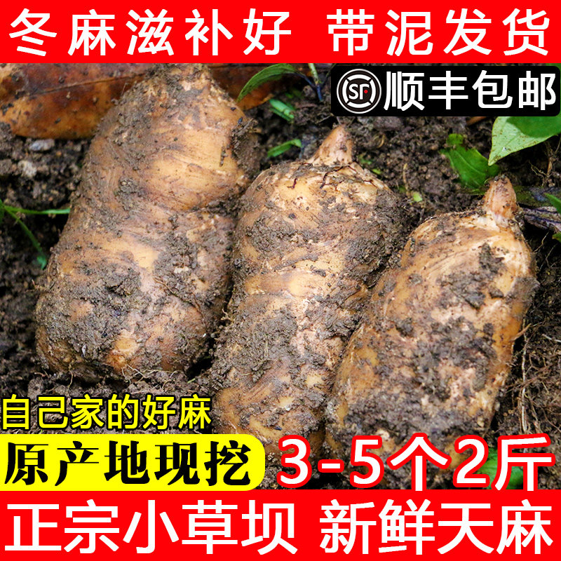 天麻新鲜 云南昭通天麻小草坝500g1斤现挖非野生特级免费切片打粉