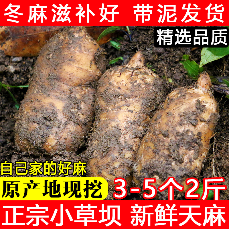 天麻新鲜 云南昭通天麻小草坝500g1斤现挖非野生特级免费切片打粉