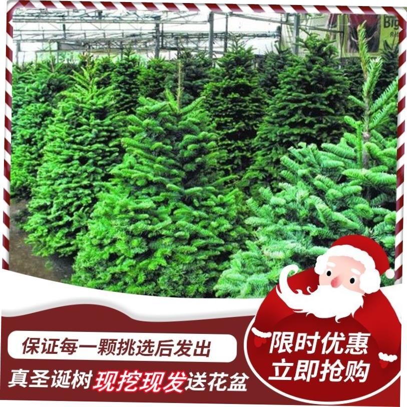 Real Christmas tree Real tree potted live Christmas tree