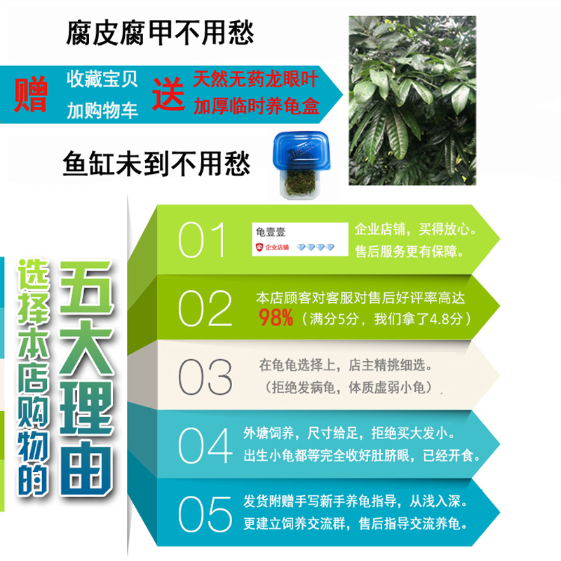 满300.00元可用165元优惠券墨旅杂佛鳄龟爆刺宠物小乌龟活物活体北美鳄鱼龟苗原种凶猛幼纯佛