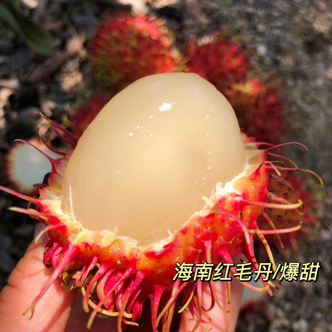 海南保亭红毛丹 爆甜好吃 礼盒装 新鲜现摘 毛荔枝顺丰空运