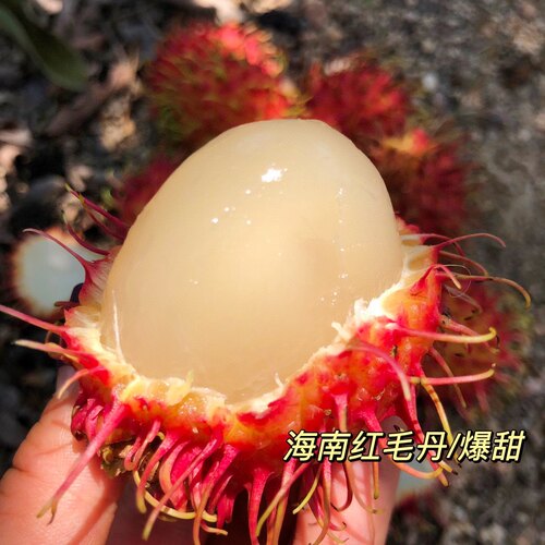 海南保亭红毛丹 爆甜好吃 礼盒装 新鲜现摘 毛荔枝顺丰空运