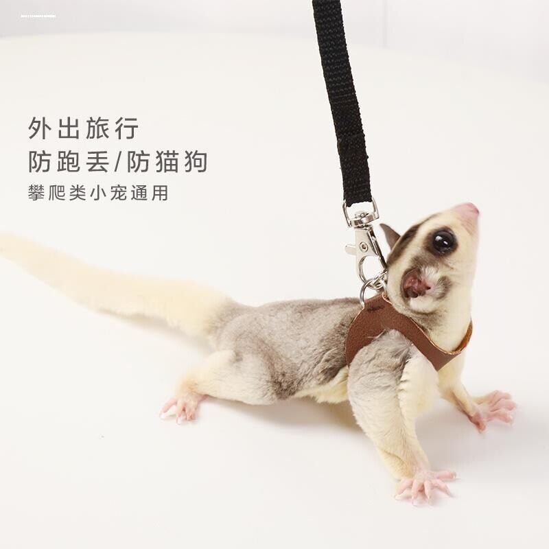 蜜袋鼯小衣服外出专用松