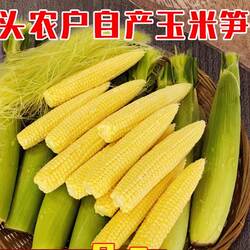 广西横县农产品玉米笋心带皮迷你小玉米笋芯新鲜嫩现摘9斤10包邮