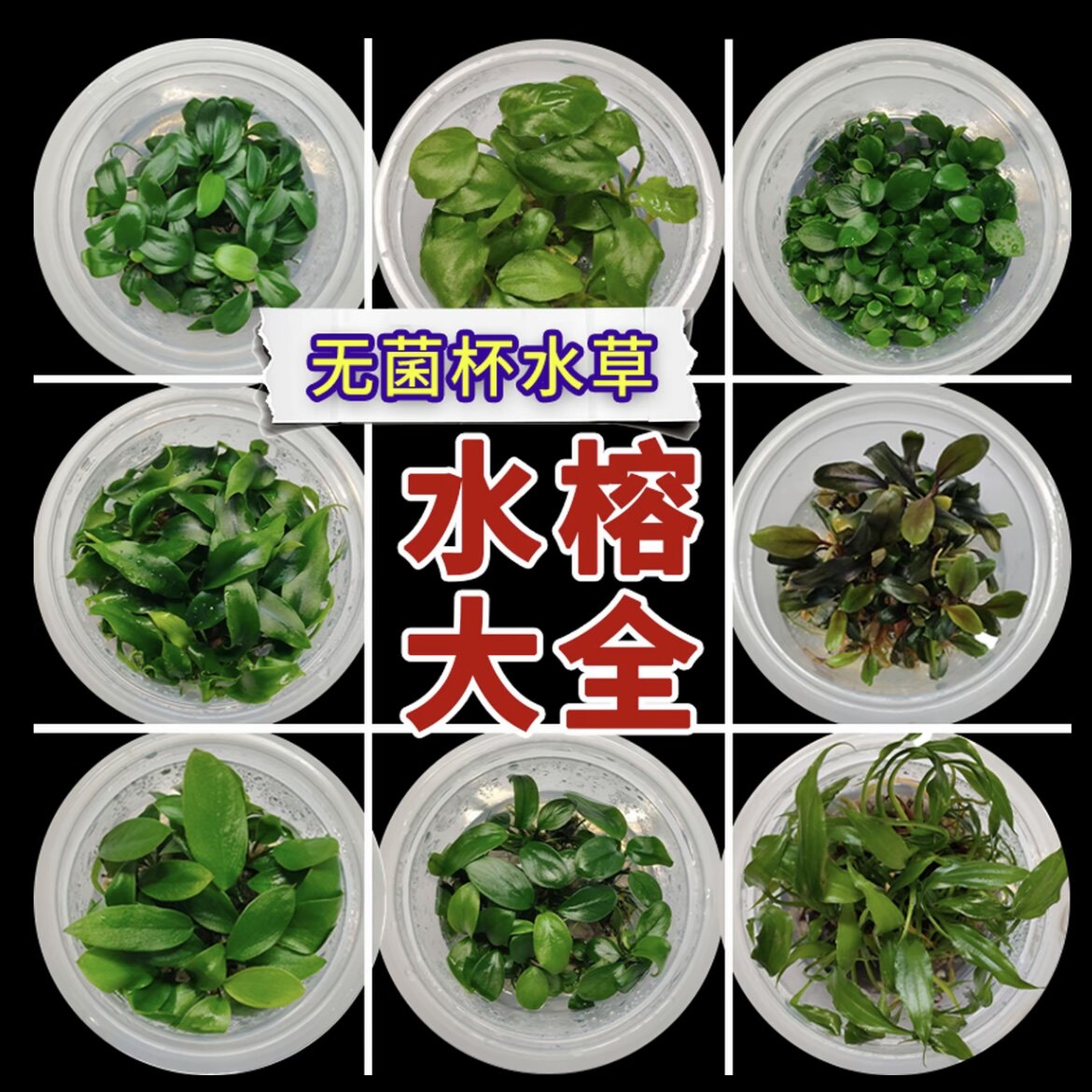 无菌杯榕类合集阴性水草辣椒榕类系列台湾迷你水溶无菌杯水草圆叶