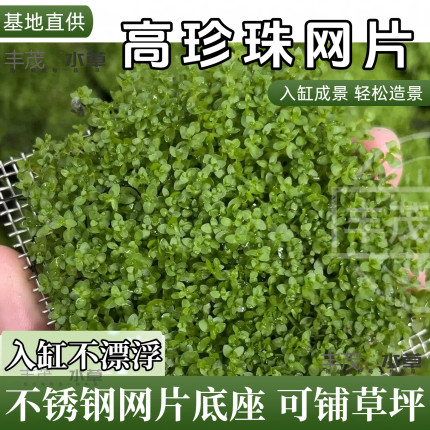 【珍珠网片】鱼缸造景专用草坪水草矮珍珠后景高珍珠净化水质增氧
