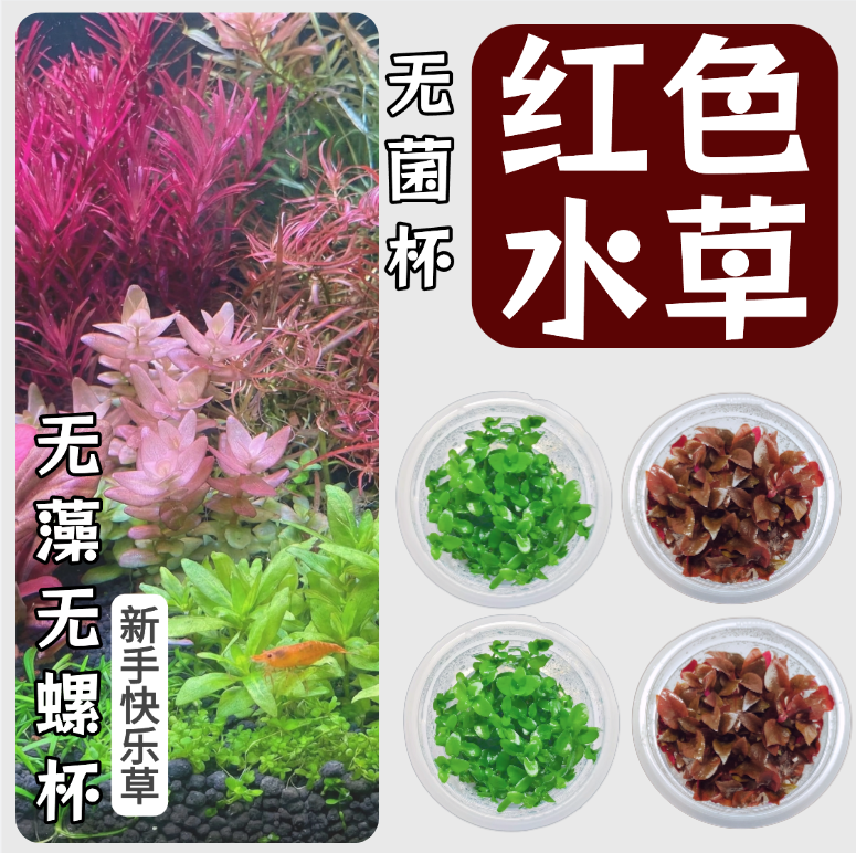 【红色水草集】无菌杯水草鱼缸造景前中后景血心兰丹麦红玫瑰懒人