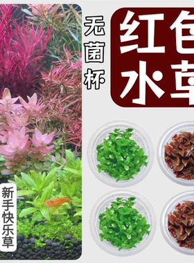 【红色水草集】无菌杯水草鱼缸造景前中后景血心兰丹麦红玫瑰懒人