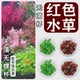 无菌杯水草鱼缸造景前中后景血心兰丹麦红玫瑰懒人 红色水草集