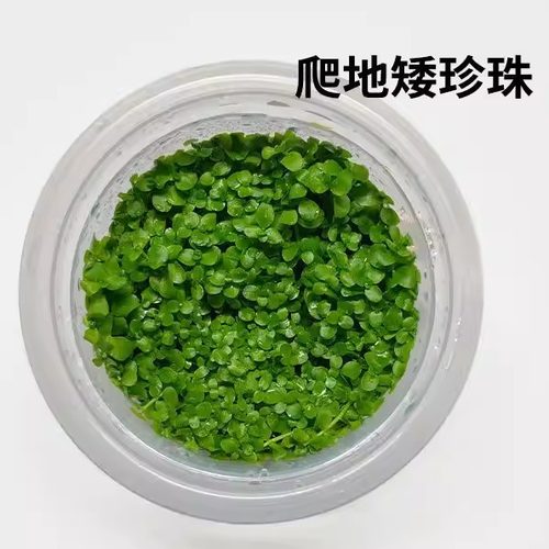 爬地矮珍珠无菌杯淡水真草净水