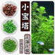 小宝塔无菌杯水草阴性后景鱼缸专用造景原生缸古法缸活体水草净化
