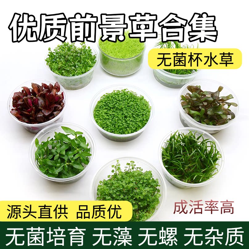 无菌杯水草前景草高珍珠鱼缸造景
