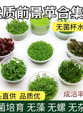 【前景草合集】无菌杯水草高珍珠牛毛爬地天胡荽造景鱼缸活体植物