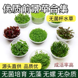 【前景草合集】无菌杯水草高珍珠牛毛爬地天胡荽造景鱼缸活体植物