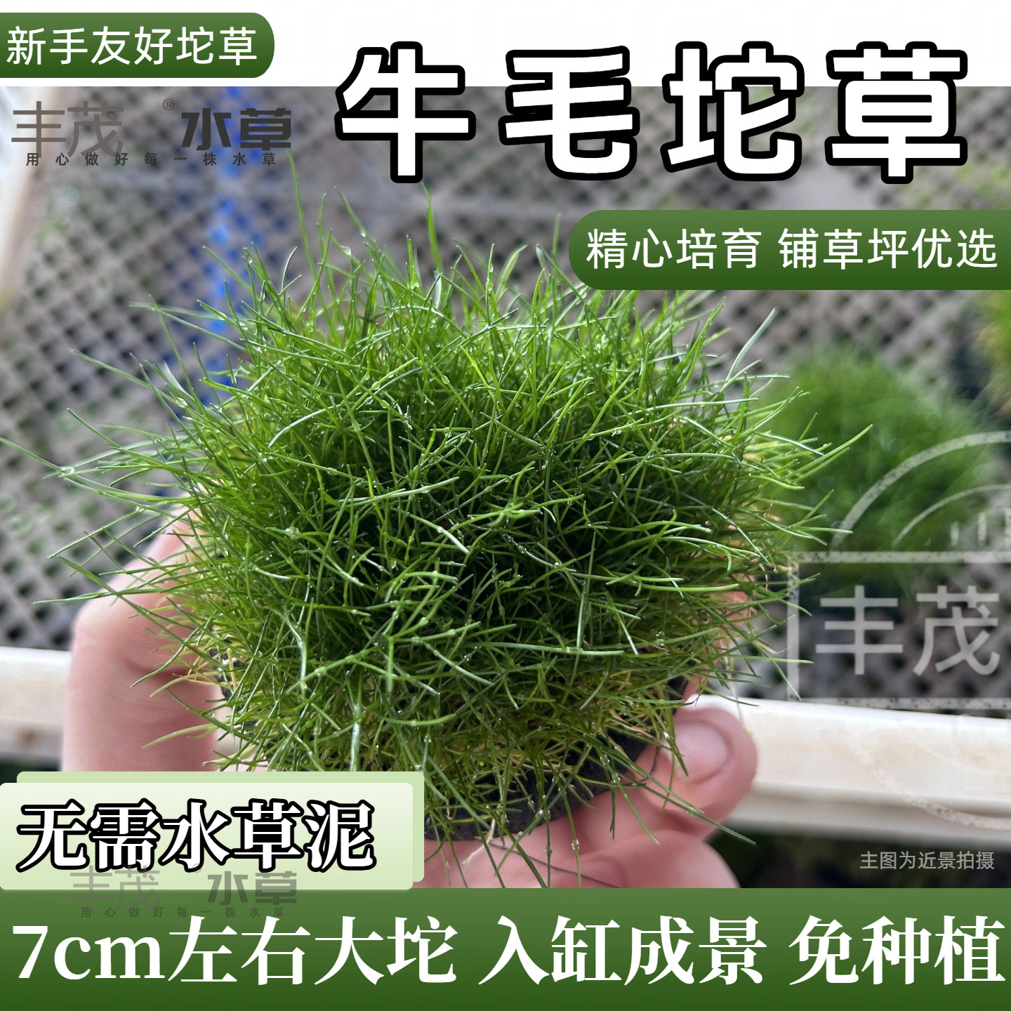 迷你牛毛坨草无碳前景鱼缸草坪