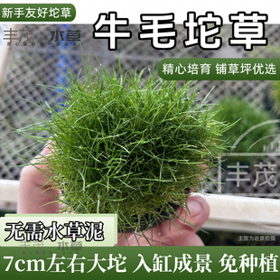 【迷你牛毛】坨草无碳前景鱼缸草坪造景植物新手水培阴性活体水草