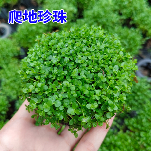 爬地矮珍珠草坨草水草鱼缸造景专用植物草坪前景阴性沉底净水增氧