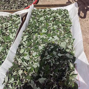 云南纯天然干货、野拔子[异名:扫把茶、野苏、野香薷、小坝子]