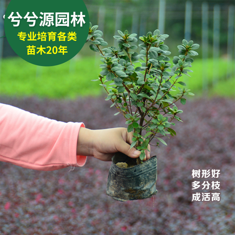 一件/10c0棵·大杯夏娟庭院别墅园林绿化苗木四季常青开花植物