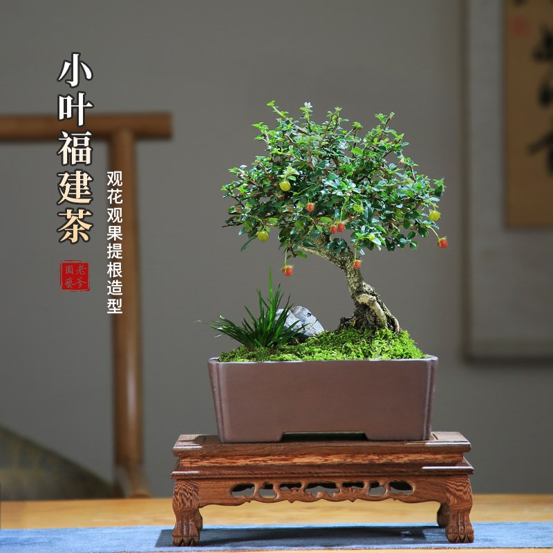 小叶福建茶盆栽老桩造型室内花卉庭院客J厅观果植物好养桌面小盆