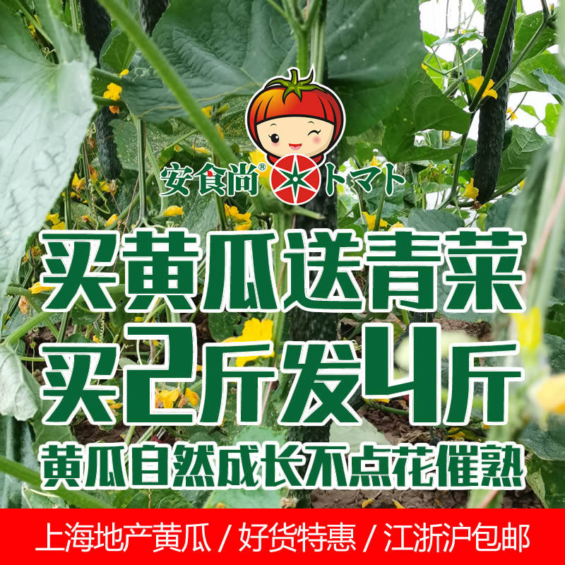 上海安食尚有机农场自然授粉非激素浸泡有刺黄瓜孕妇孩子即食果蔬|ruв категории водной мясо/свежие фрукты и овощи/еда, свежие овощи/овощной продукции, свежие овощи, 黄瓜 - от Buy2taobao.com для оказания профессиональной услуги покупки агента Taobao