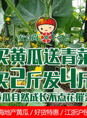 上海安食尚有机农场自然授粉非激素浸泡黄瓜孕妇孩子即食果蔬