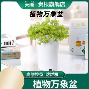 迷你盆多肉植物盆万象盆高腰盆塑料花盆中号包邮