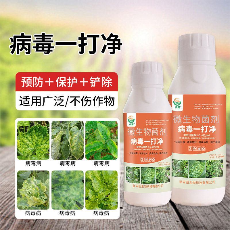 病毒病西红柿北美农大