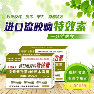 进口流胶病特效素 果树流胶病杀菌剂桃树黄瓜樱桃树流胶病专用药