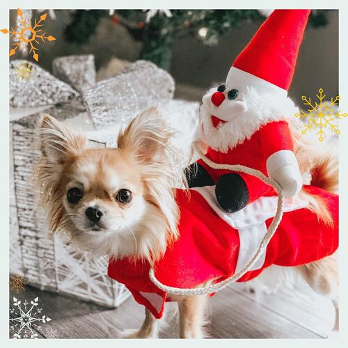 Christmas Cat Dog Golden Retriever Cat Clothes Riding Clothe