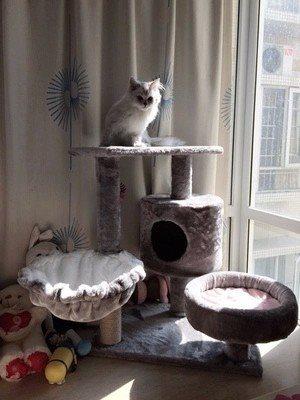 防风小型三家用猫跳台猫窝笼一体小木猫爬架猫笼子悬挂深度猫架子|ruв категории животное/Животное питание и принадлежностей, кошка/собака игрушка, кошка на раме - от Buy2taobao.com для оказания профессиональной услуги покупки агента Taobao