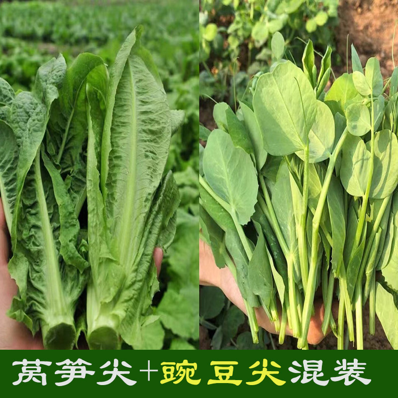 新鲜现摘豌豆尖+莴笋尖（凤尾) 混合装新鲜发货