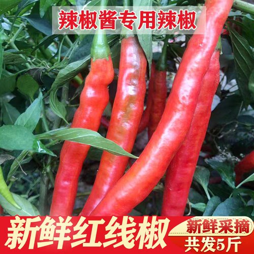 绮绮鲜新鲜二荆条现摘现发