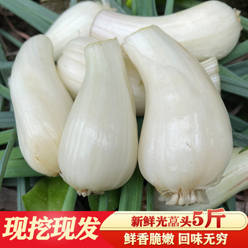 新鲜光藠头去叶藠头现摘现发