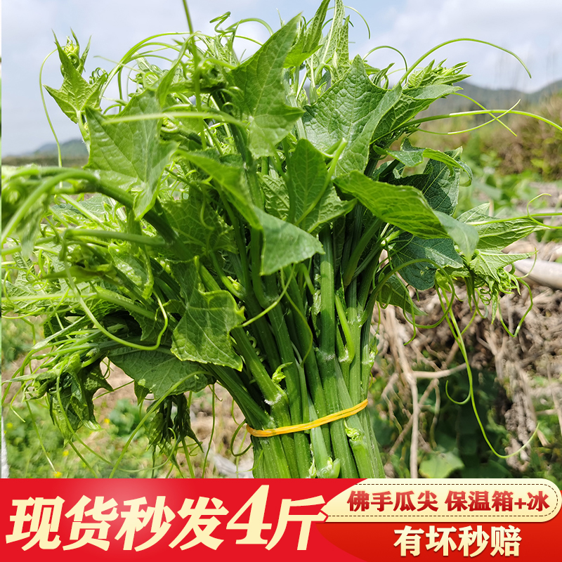 包邮现摘新鲜佛手瓜瓜蔬菜龙须菜