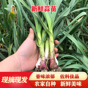 顺丰包邮！新鲜蒜苗新鲜蔬菜红皮青蒜苗农家本地大蒜香蒜苗