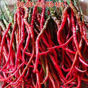 现摘鸡肠子辣椒红椒辣香辣鸡肠椒红线椒自种土辣椒饭店酒店专用