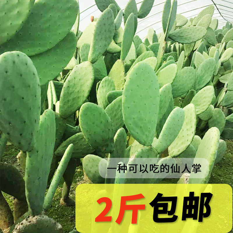 墨西哥米邦塔食用药用仙人掌美容盆栽老片美容专用外敷内食仙人掌