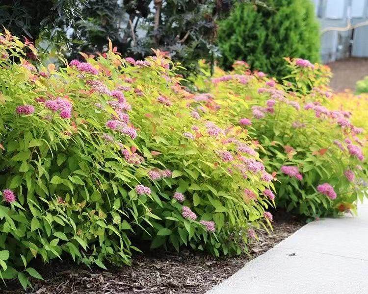 绣线菊金焰耐寒耐热多年生花灌木庭院阳台楼顶观叶观花植物盆栽