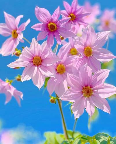 种花先森帝王大丽花秋天花量大