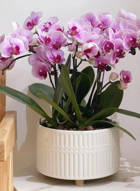 简约悬空加厚家用大口径白色轻奢透气兰花花盆陶瓷蝴蝶兰专用花盆