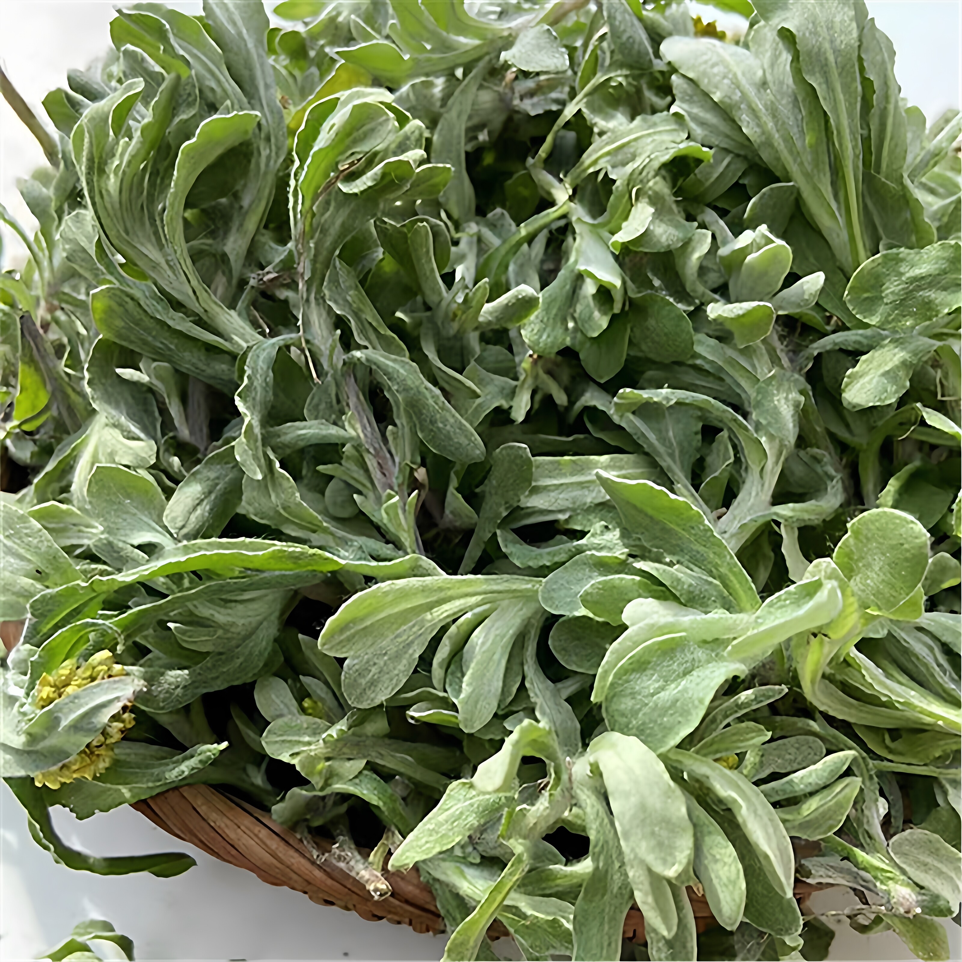 贵州清明菜鼠曲草黄草粑菜野生艾棉青田菜弗耳草绒毛草黔东南特产