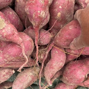 红薯新鲜红皮白心流油软糯沙地小蜜薯紫薯粉糯香甜贵州天柱老品种