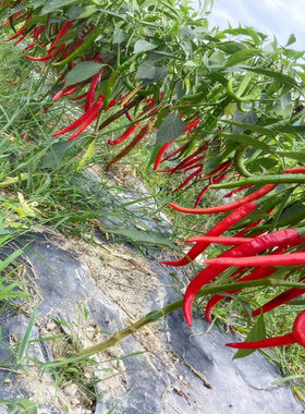 贵州新鲜二荆条红辣椒微辣线椒