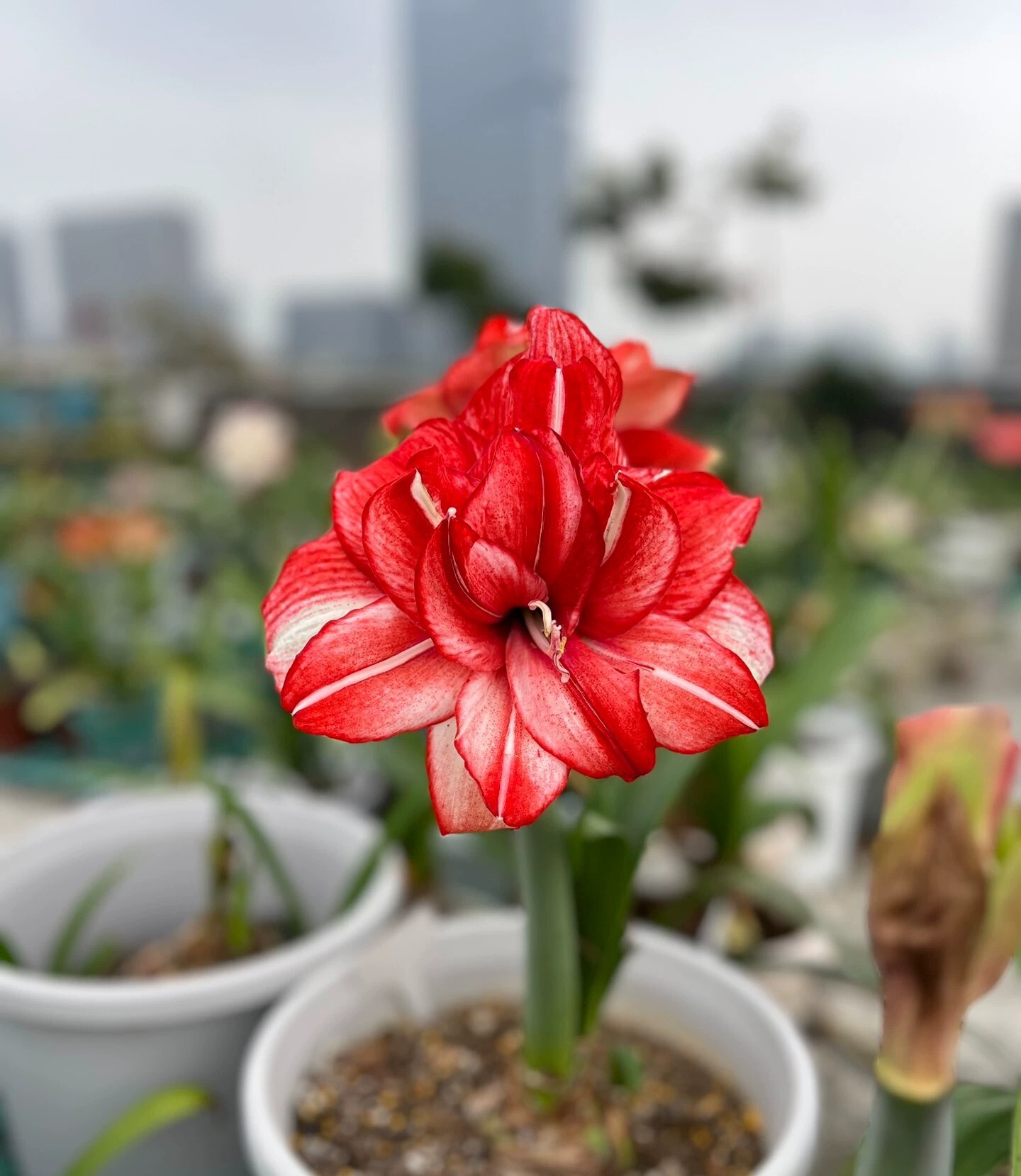 救世主朱顶红球根花卉也叫布雷特勋爵大鬼魅