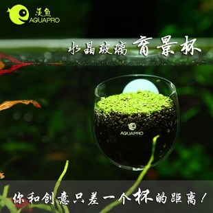 羡鱼水草造景杯 培育杯 鱼缸水族箱迷你水草饲育造景盆 口径5.5cm