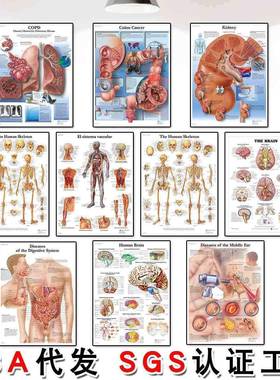 Spinal Column Chart Poster Human Anatomy Knee Joint Foot Pos