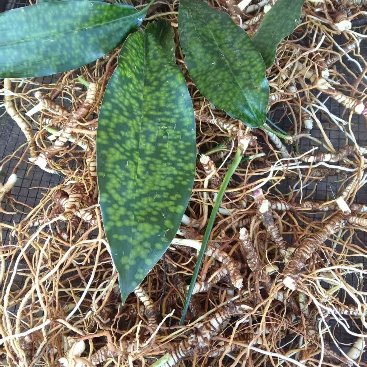 云南深山中草药材包邮蜘蛛抱蛋 赶山鞭、竹叶盘、斩龙剑 九龙盘